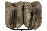 Pair of Hadrosaur (Brachylophosaurus?) Vertebrae - Montana #353450-5